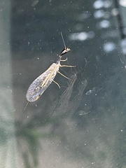 Dichrostigma flavipes