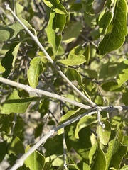 Volkameria glabra