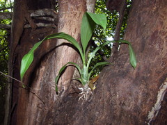 Catasetum integerrimum