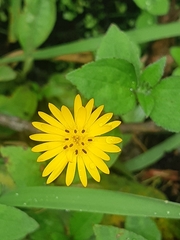 Wedelia calycina