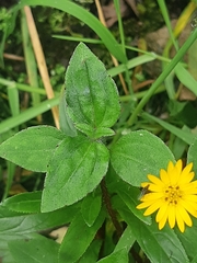 Wedelia calycina