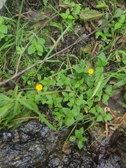 Wedelia calycina