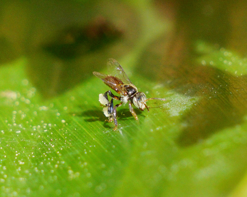 Valdez's Stingless Bee