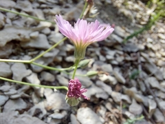 Crepis purpurea