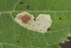 Calycomyza eupatoriphaga