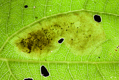 Calycomyza eupatoriphaga