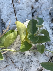Cocculus hirsutus