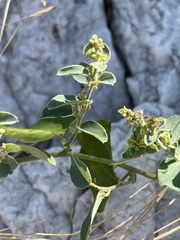 Cocculus hirsutus