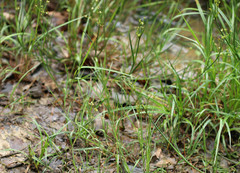 Juncus acutiflorus