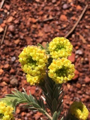Pimelea ammocharis