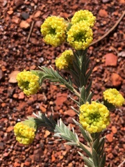 Pimelea ammocharis