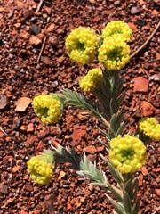 Pimelea ammocharis