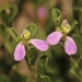 Glandular Milkwort - Photo (c) Veronique Tessier, some rights reserved (CC BY-NC), uploaded by Veronique Tessier