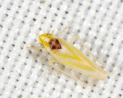 Erythridula noeva