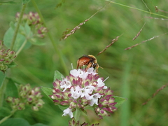 Epeoloides coecutiens