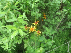 Tephroseris porphyrantha