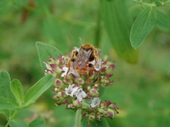 Epeoloides coecutiens