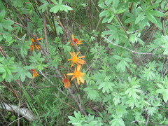 Tephroseris porphyrantha