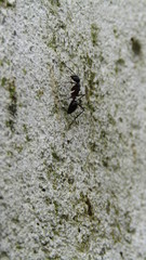 Camponotus