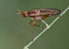 Euthycera fumigata