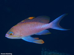 Anthias anthias