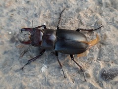 Lucanus ibericus