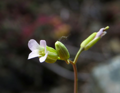 Boechera suffrutescens