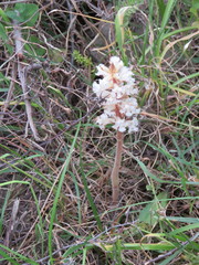 Orobanche crenata