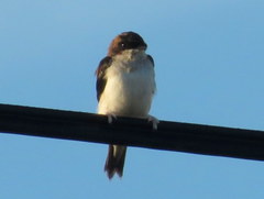 Delichon urbicum urbicum