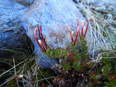 Epilobium rubro-marginatum