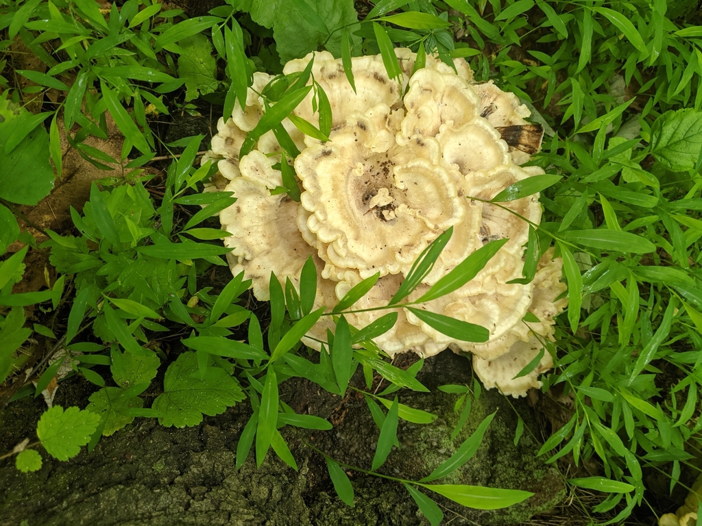 Blackstaining Polypore from Glen Gardner, NJ 08826, USA on June 27, 2021 at 1055 AM by