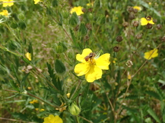Epeoloides coecutiens