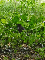 Sturnus vulgaris