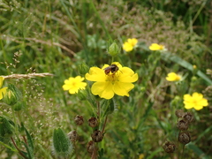 Epeoloides coecutiens
