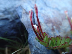 Epilobium rubro-marginatum