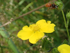 Epeoloides coecutiens
