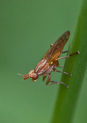 Elgiva solicita