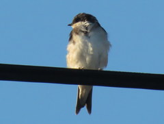 Delichon urbicum urbicum