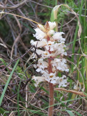 Orobanche crenata