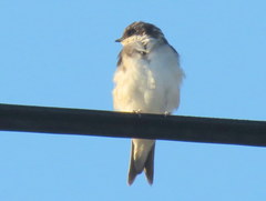 Delichon urbicum urbicum