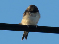 Delichon urbicum urbicum