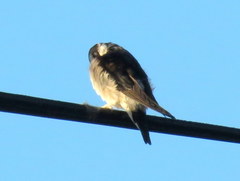 Delichon urbicum urbicum