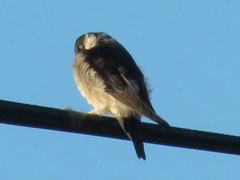 Delichon urbicum urbicum