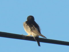 Delichon urbicum urbicum