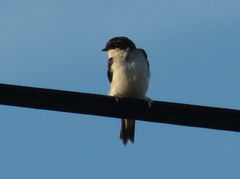 Delichon urbicum urbicum