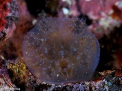 Distaplia