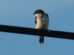 Delichon urbicum urbicum