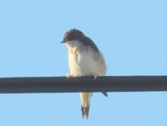 Delichon urbicum urbicum