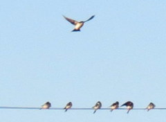 Delichon urbicum urbicum