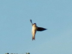 Delichon urbicum urbicum
